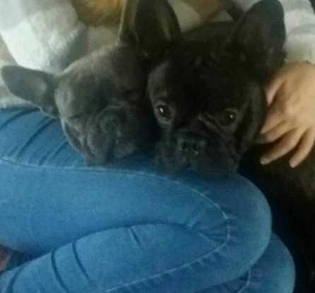 Frenchies