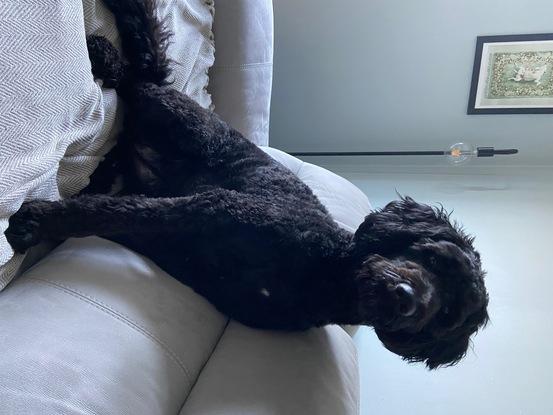 A regular, Daphne, keeping watch on the sofa as I work!