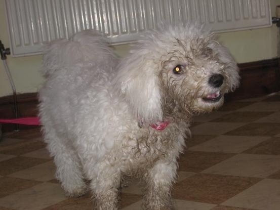 I got dirty on purpose as i am a puppy! I was washed before return.