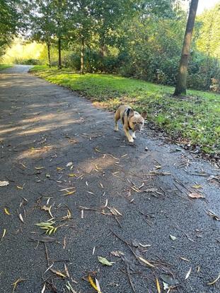 Our local woodland park