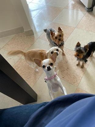 Penny, Mia, Trudy and Chloe