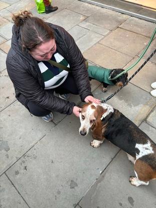 Met a cute basset on the street