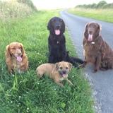 Solly, Casper (flat coated retrievers}, Roly, Ted (Cocker spaniels) Elmo (Border terrier) avatar