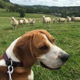 Bertie beagle  avatar