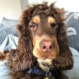 Percy is my Saturday regular doggie avatar