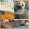 Hannah: Professional Dog Boarding, Grooming, Walking and Sitting Services in Stockport 