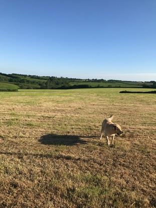 Marley in the fields