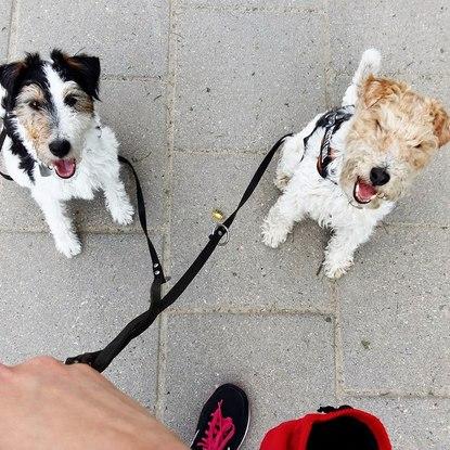 Dog walker is not only for leash holding. The main purpose is to interact with dog and add a bit of a daily training!