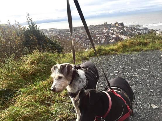 Muttley & Misty at Aberystwyth view point
