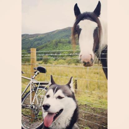 Aurora, my 6 years old Siberian Husky with a gorgeous horse.