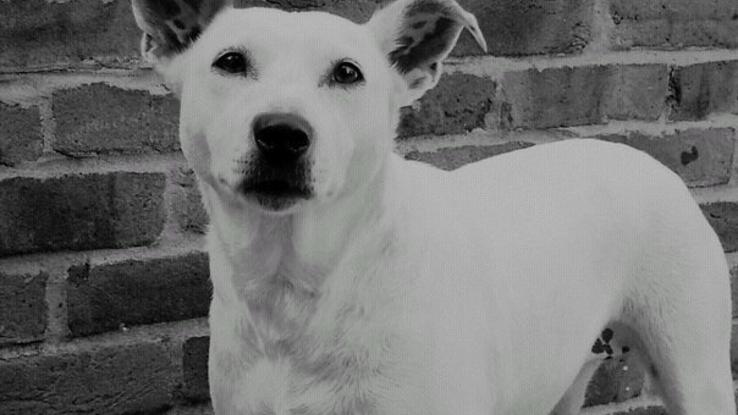 My late dog Star, I owned her for around 11 years. She was a Staffordshire Terrier cross