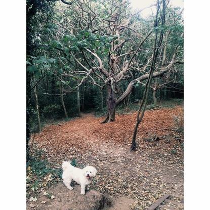 chuie on one of his walks through the woods 🌳🐾