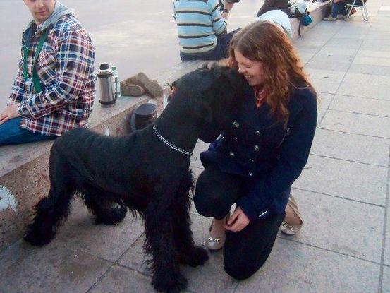 Loved caring for this giant schnauzer; I grew up with a mini, so it was fun to spend time with the larger version of the breed!