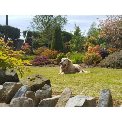 Laddie Enjoying our back garden sunshine