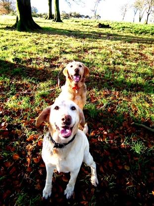 My Dogs trust gems Laddie & Saffron