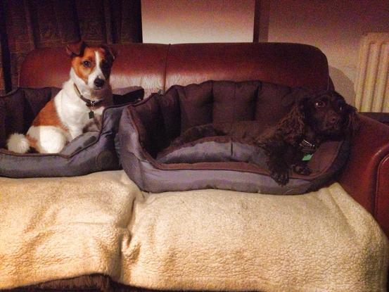 Roscoe (Jack Russel X) and Isla relaxing on another stay over
