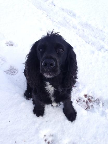 Buddy enjoying the snow ! 