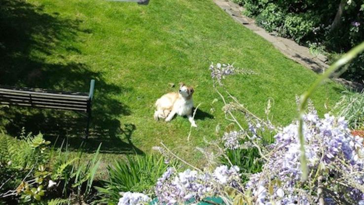 Cindy sunning herself in the garden