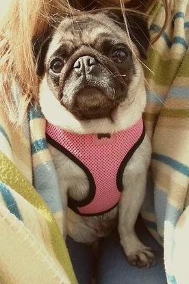Minnie the pug in the summer
