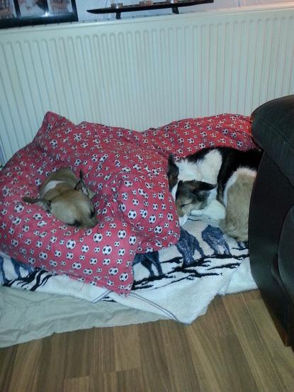 Tia & Trixie cosied up after a long walk
