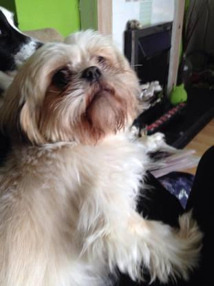 Pixie - a one year old lhasa apso who makes very funny faces. DOES NOT LIVE WITH ME