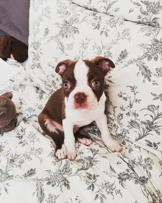Amigo, 3 months old boston Terrier