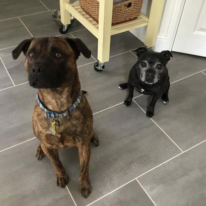 My Staffie with my daughters dog