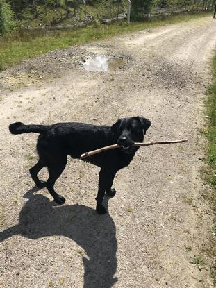 My old dog loved to carry every stick he could find!