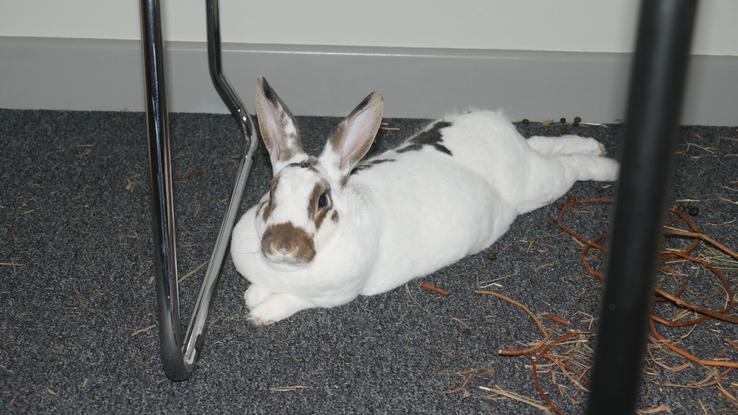 Lilly my 2 year old bunny, very friendly and lives indoors uncaged 