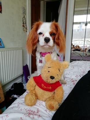 Pooh Bear is Mabel's best toy friend