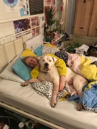 Big Blake stayed with us a whole week over Christmas! A softie who would bully his way into Katya's bed for cuddles