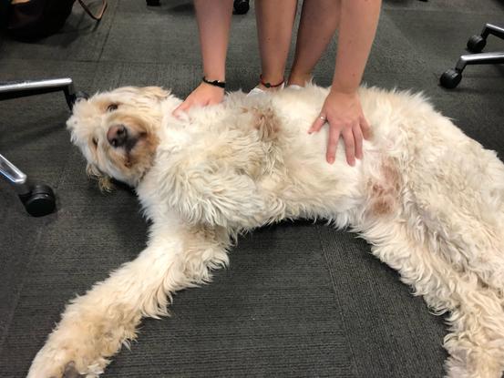 Office dog receiving ore attention than our work 