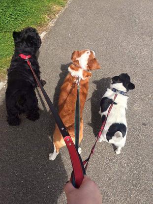 Walking 3 year old Scottish Terrier, 8 year old Co-Jack and 9 year old miniature Jack Russell