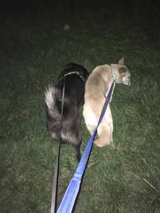 Taking Rob and Susie for a walk 