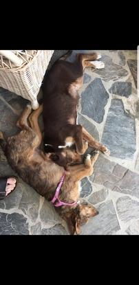Fred and Ginger's sibling snuggles in Spain 