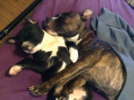 Dublin and Holly Doggy snuggles