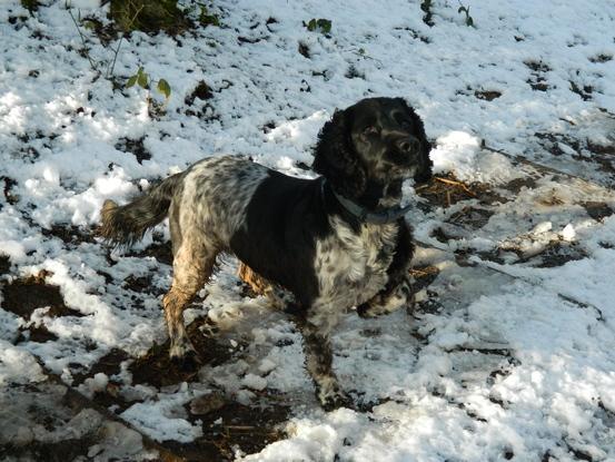 Alfie in the snow!