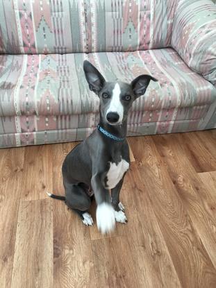Rio, a very lively 5 month old Whippet