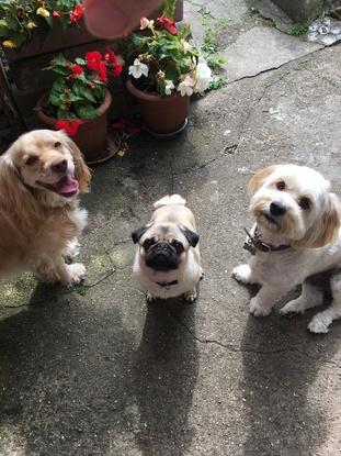 Munchie, Billie and Alfie on the right