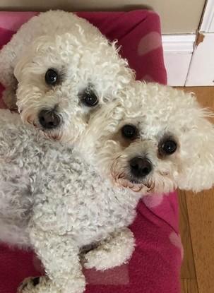 Freya and poppy, our resident Bichons