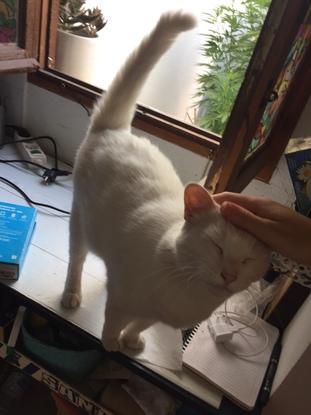 I love cats also!.. this is vanilla, i looked after her for few weeks for a friend