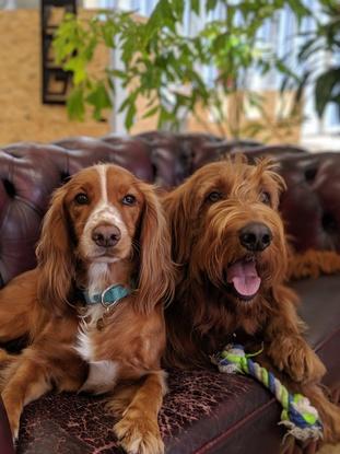 Our two office dogs! Brie is here everyday, where Ferris only pops by one or twice a month. These two get along great, it would be impossible not to love Brie!