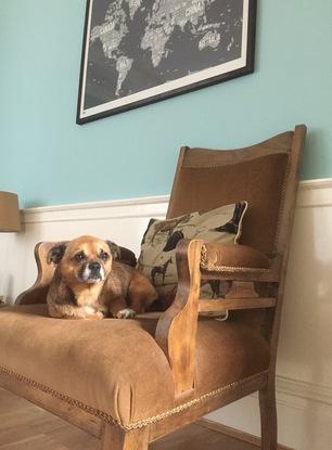 Pip my chug on my chair when I first got him in 2015
