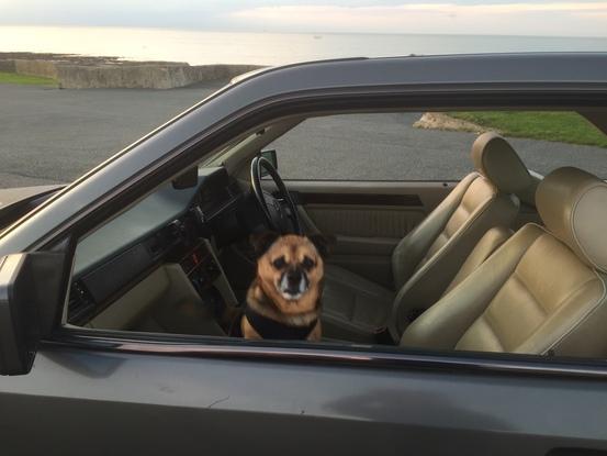 Pip in my Mercedes before our daily walk at St Mildreds Bay beach