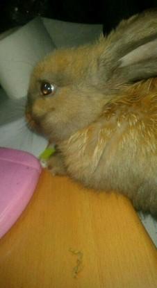 My lovely bunny ❤