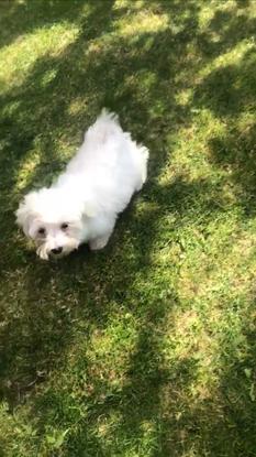 Night care for Bella, a 5 month Bichon Maltese Toy