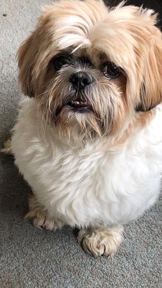 Coco -the best  shih-tzu from London