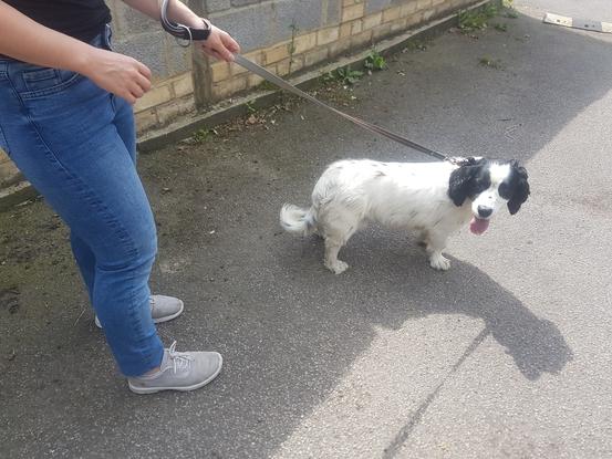 Helped walk Barney at Binfield Dog Shelter - he was adopted just a few days after!!