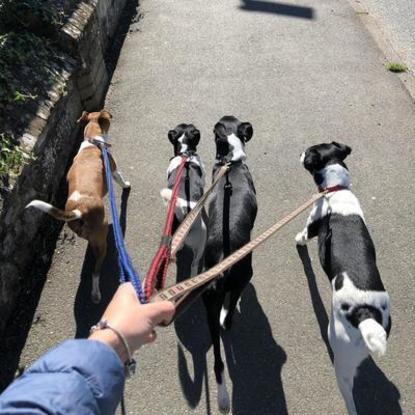 2 of my own dogs walking with 2 lovely rescue dogs that I used to look after at home.