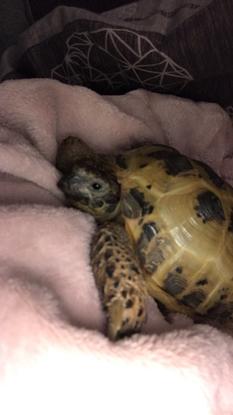 My tortoise Sheldon 